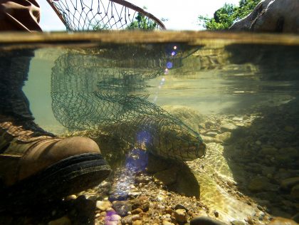 Pêche à la Truite dans le Tarn