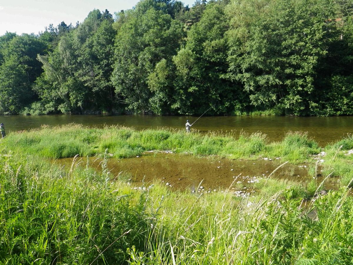 Les poissons de l'Allier - Fédération de Pêche de l'Allier